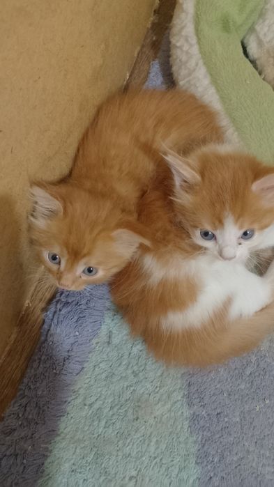 Отдам котят бесплатно