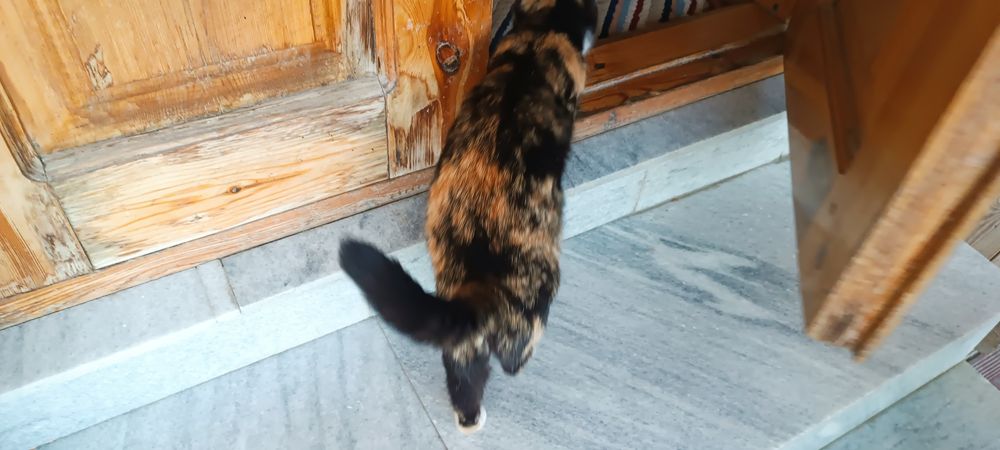 Отдаём Кошку и котят в хорошие руки