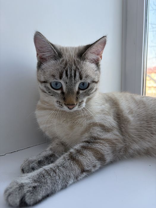 Отдам кота в добрые руки!