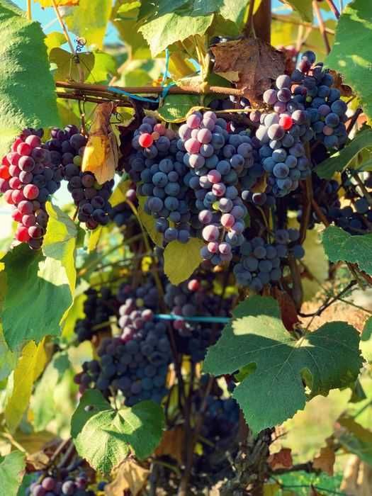 Struguri de vin adusi acasa diverse soiuri albi-negri, preț producător livrare la locație în jud. Tulcea - Constanța