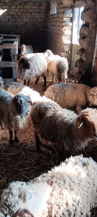 17 de oi mai vechi de vanzare