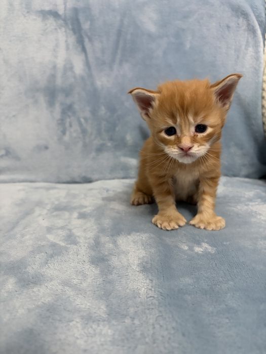 Котята Мейн куны чистокровные РЕЗЕРВ