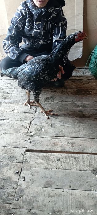 Продам даканку хорошая