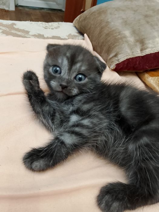 Продам котят вислаухих