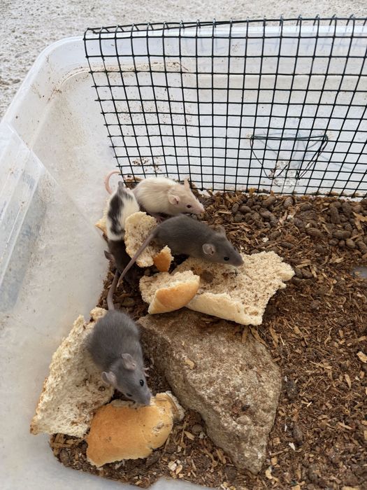 Șobolani dumbo rex si normali de companie