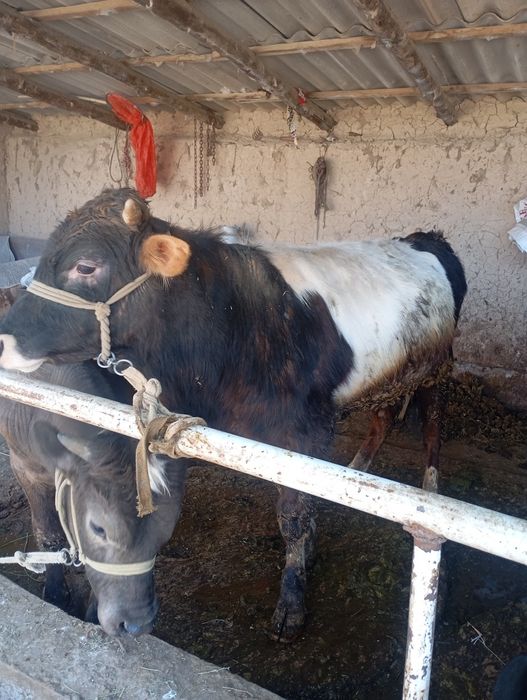 Домашний бык 1.2 месяцев
