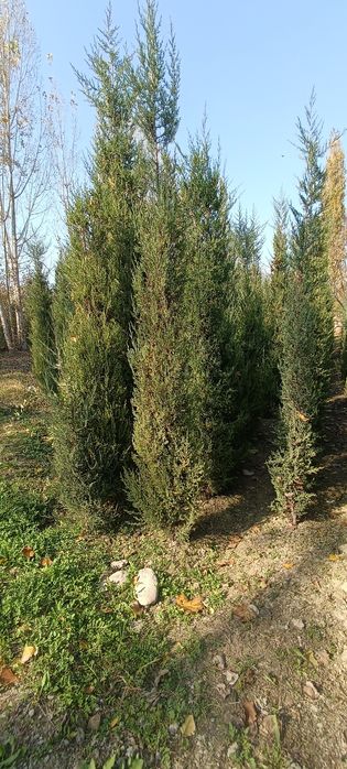 Арча сотилади 3 йиллик. буйи 1 метрдан 3 метргача