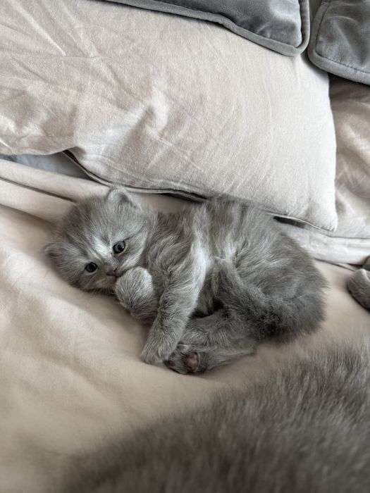 Pui British Shorthair