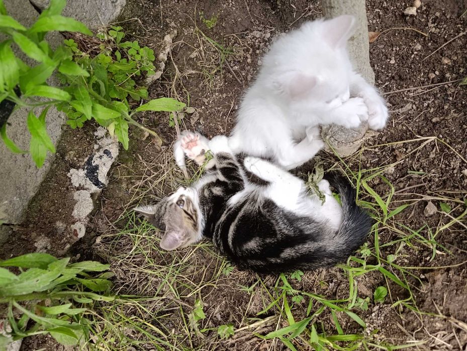 Котета на 7 седмици