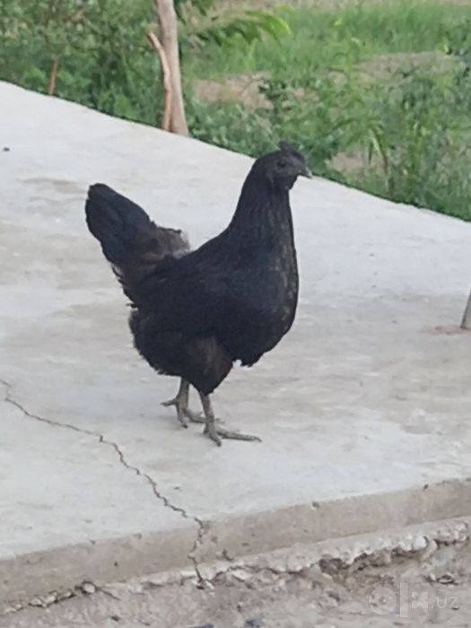 Sotiladi uxeyli