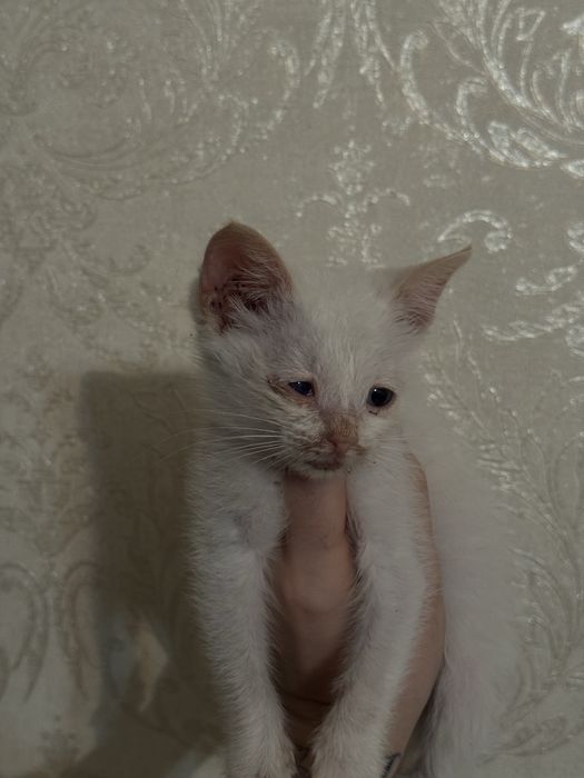 Спасенный котенок
