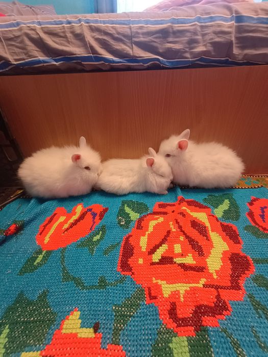 Iepurasi Cap de Leu, ochi rosii