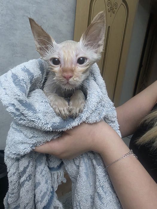 Котёнок  3-4 месяц