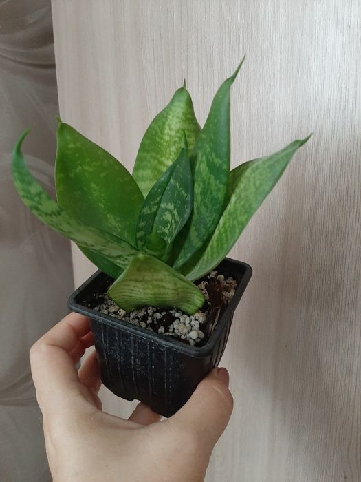 Комнатный цветок Сансевьерия