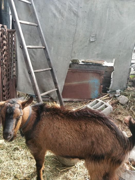 Țap alpin francez