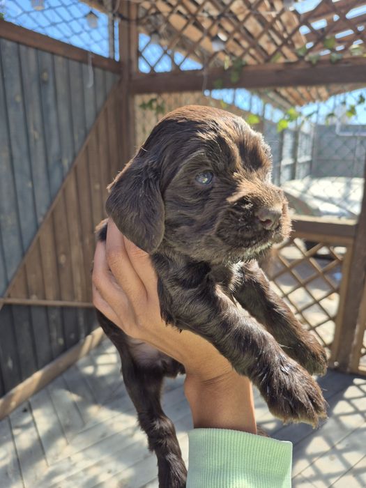 Девочка спаниель шоколад