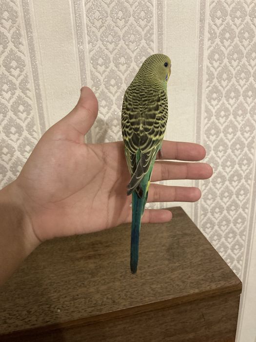 Волнистый попугай ручной