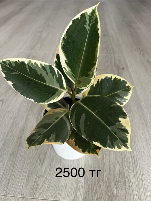 Продам комнатные цветы