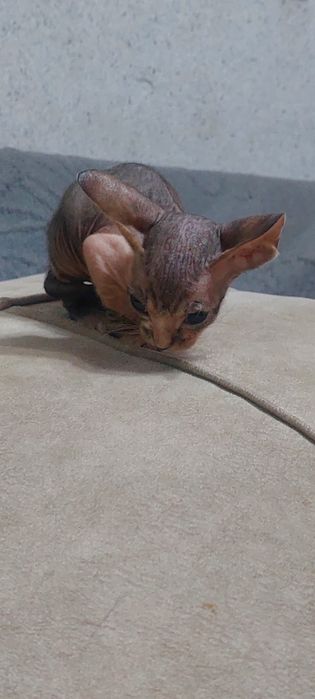 Котята сфинкс донской