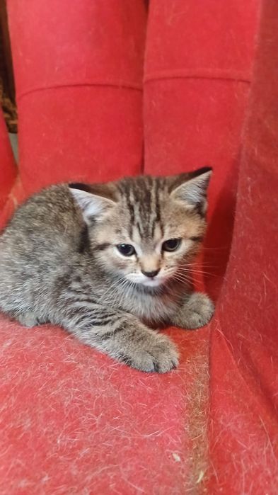 Котята домашние.
