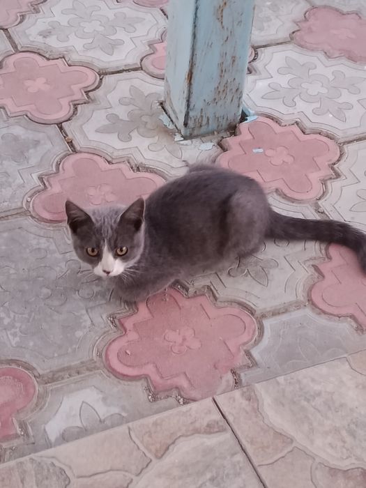 Отдам котят в хорошие руки