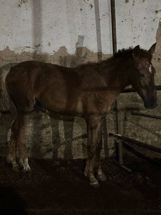 Мошный Жабағы сатылады