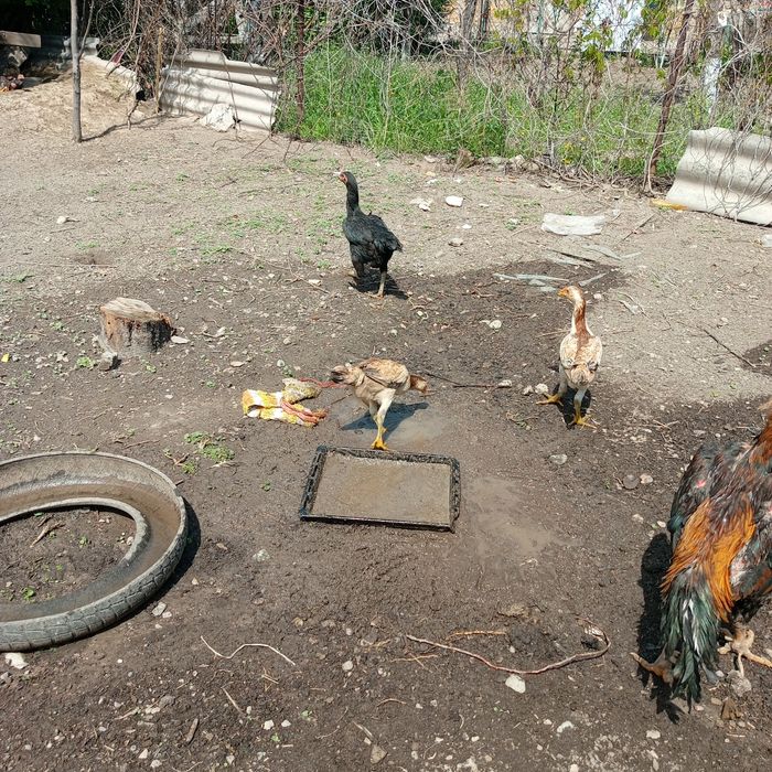 Продам циплят дакан только куры петушков нет