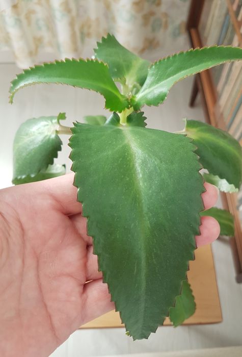 Каланхое лечебное