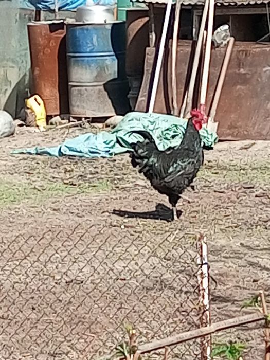 Петухи австролорп