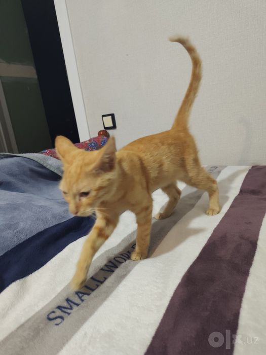 Отдадим кота лаского