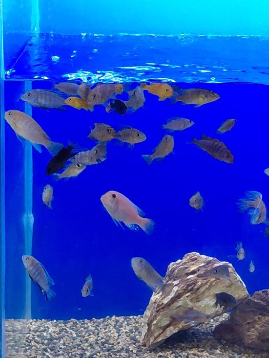 Продам малависких цихлид