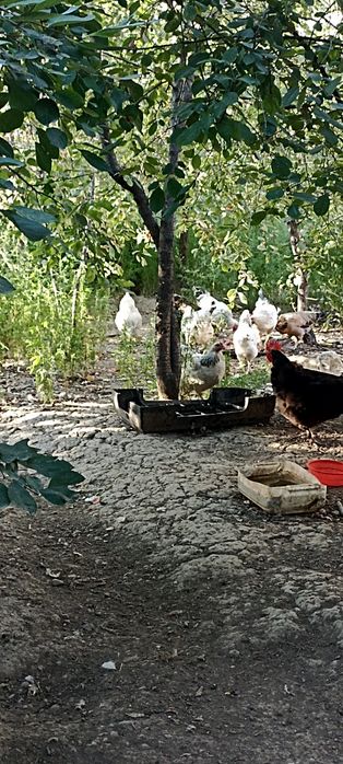 Срочно продаю домашние курица