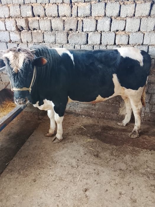 Бұқа сатылаады срочно