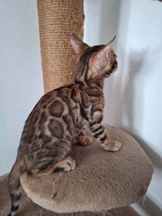 Продам бенгальского котенка. Девочка и мальчик.