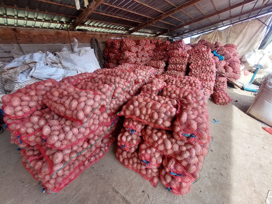 Cartofi roși de consum Belaroza