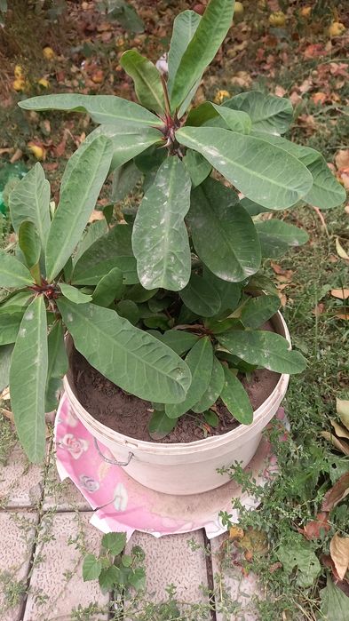 Комнатные цветы красивые