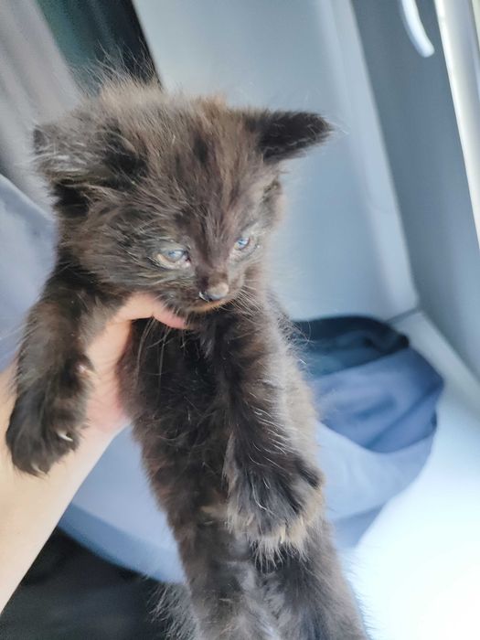 Кошечка срочно отдам