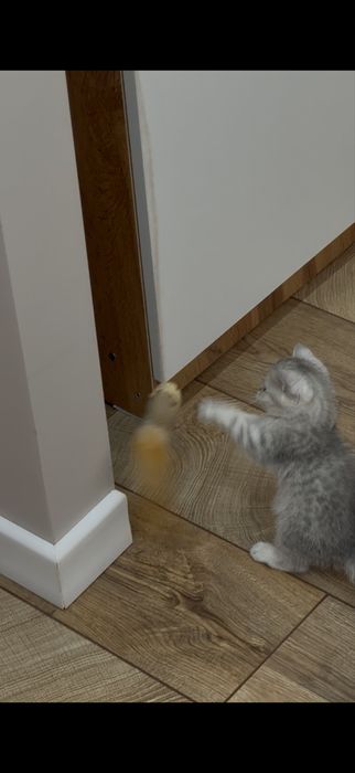 котенок шиншила 1,5 месяца