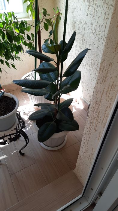 Продам Комнатные цветы