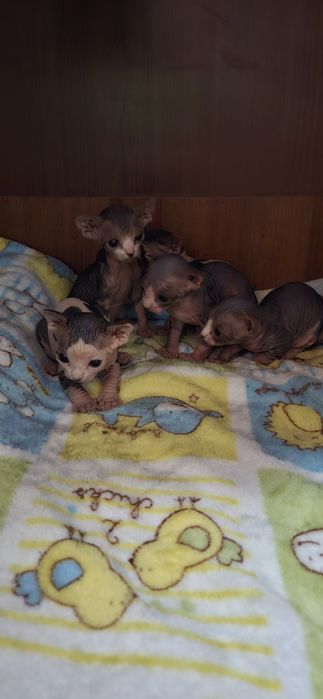 Котята канадского сфинкс!