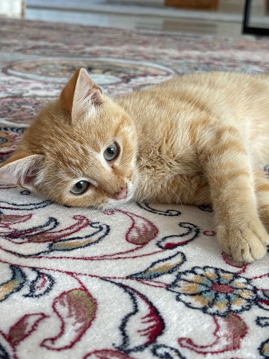 Котенок, бесплатно