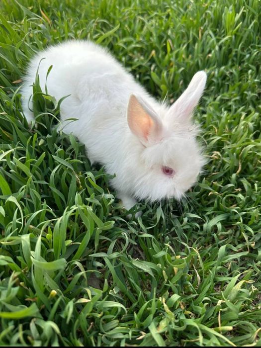 Декоративные  кролики