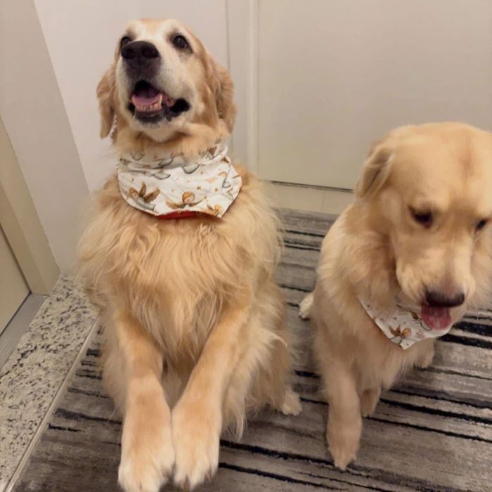 Голдън ретривър момче