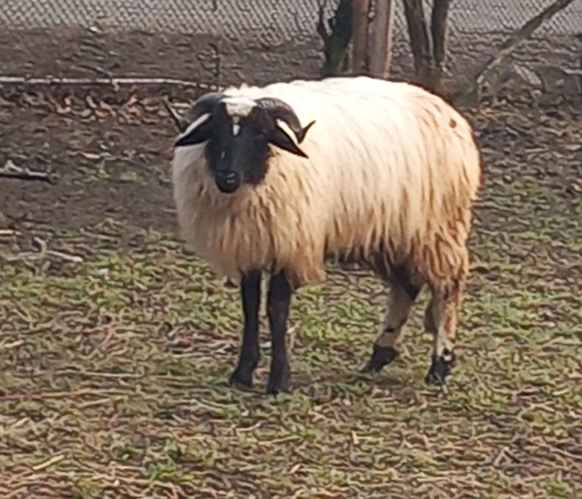 Vând berbecuț breaz