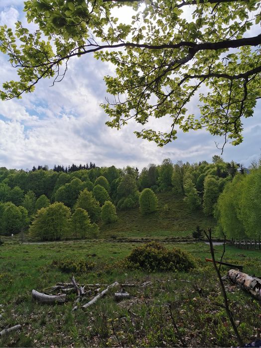 Ocazie teren intravilan lângă pârtia Cavnic 60 de ari. Ideal hotel, cabane, restaurant pt investiție