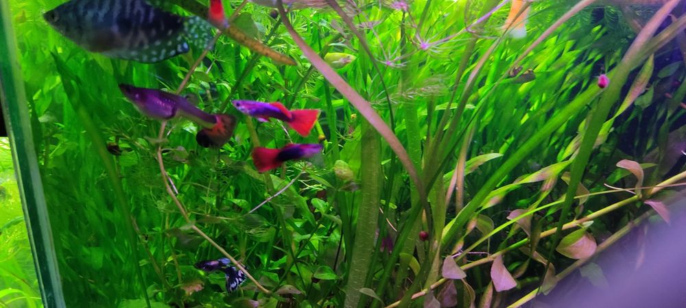 Продам молодь гуппи.