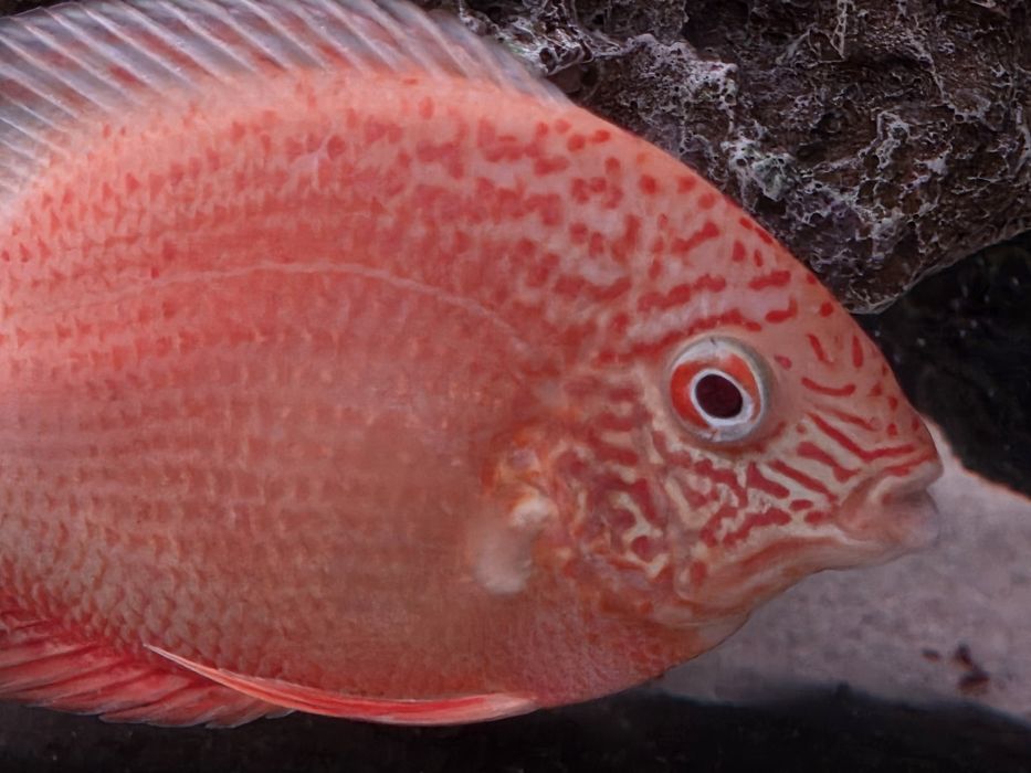 Северум красноточечный, 10см.