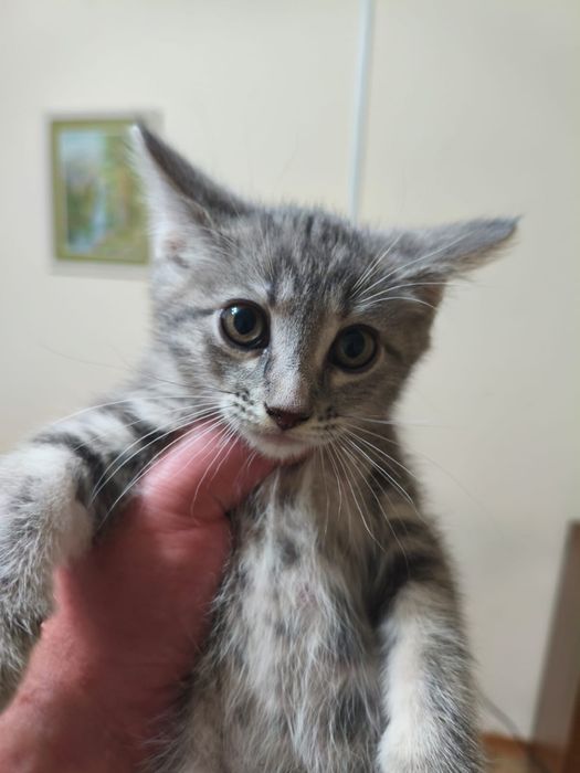 Котята,бесплатно