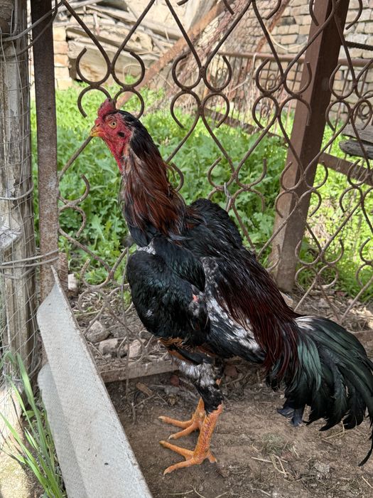 Dakan tovuq tuxumlari sotiladi.