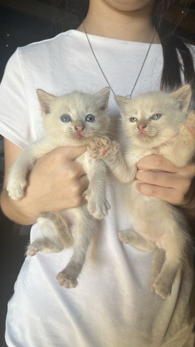 Отдаем даром котят